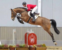 jumper Kimmich (Hanoverian, 2019, from Karajan)