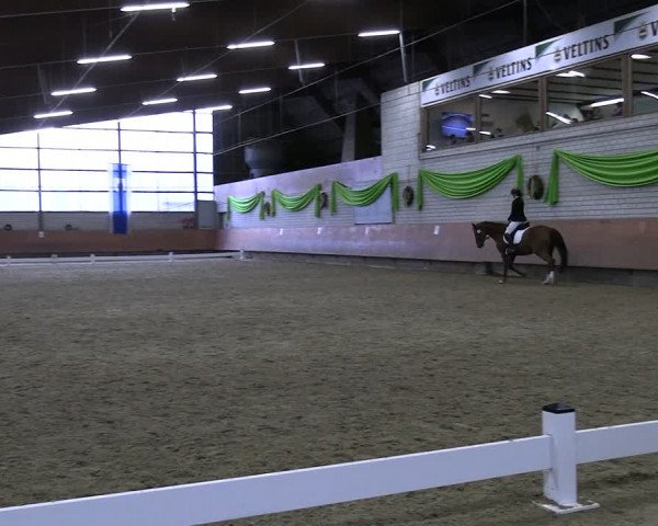 Reitturnier Hellefeld 2024