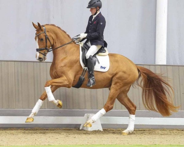 horse Fuego-Vitz (Oldenburg, 2020, from Fuechtels Floriscount OLD)