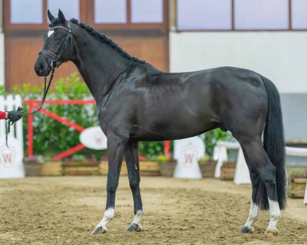 stallion Extraordinaire (Hanoverian, 2020, from Escamillo) stallion Extraordinaire (Hanoverian, 2020, from Escamillo)