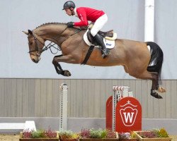 jumper Akanji V (Westphalian, 2018, from Atemlos V)