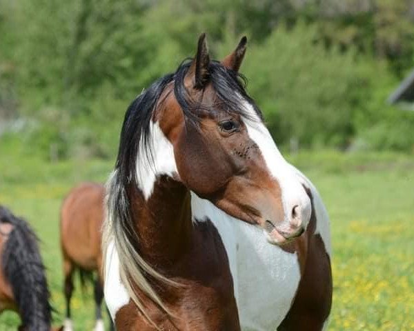 horse Kouleur de Pommeriaz (Selle Français, 2020, from Vincy de Beau Présage)