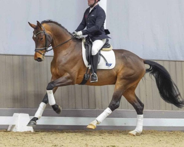 horse Darius (Hanoverian, 2020, from D'Egalite)