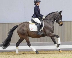 horse Glamour Girl 29 (German Riding Pony, 2019, from Golden Grey NRW)