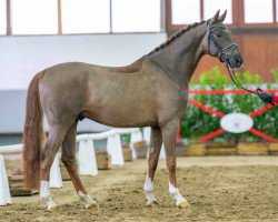 stallion Dans ton Coeur von Bellin (Westphalian, 2018, from Dankeschön)