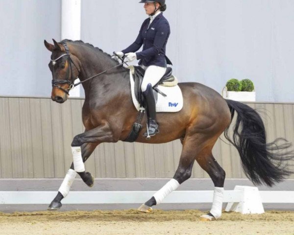 horse Fontainebleau (Westphalian, 2020, from Fürstenball)