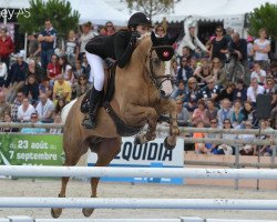 jumper Quartz de Seille (French Pony, 2004, from Linaro)