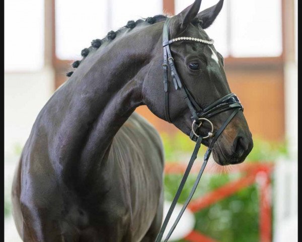 dressage horse Fleur de Reine (Westphalian, 2019, from Foundation 2) dressage horse Fleur de Reine (Westphalian, 2019, from Foundation 2)