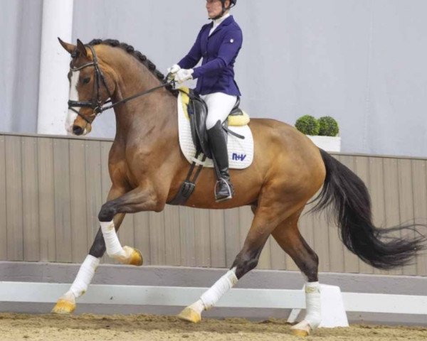 horse Zaubertraum (Westphalian, 2020, from Zoom)