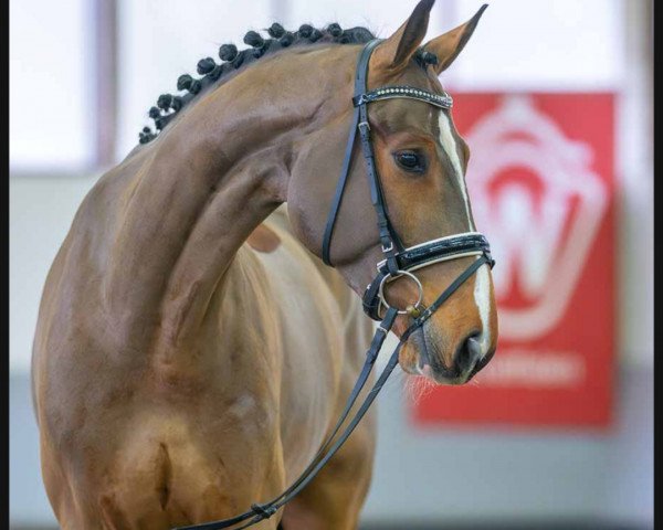 jumper Baumann's Luigi (Westphalian, 2019, from Luigi D'Eclipse)