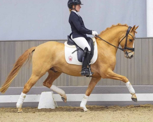 dressage horse Der kleine Donner 8 (German Riding Pony, 2019, from Dating AT NRW)