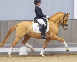 dressage horse Der kleine Donner 8 (German Riding Pony, 2019, from Dating AT NRW)