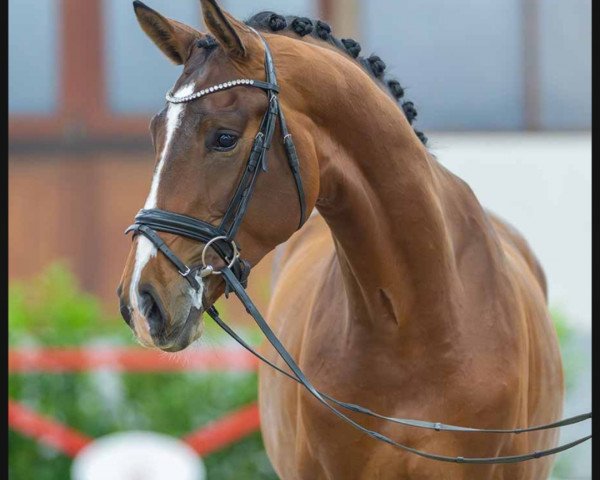 dressage horse Viviano Dance (Westphalian, 2021, from Vivat Rex)