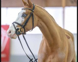 jumper Herby Gold (Westphalian, 2018, from HICKSTEAD WHITE)