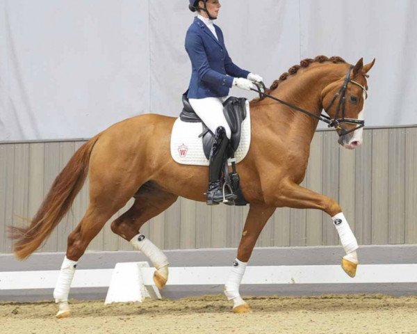 Pferd Flirtfaktor 3 (Rheinländer, 2020, von Fürst Samarant)
