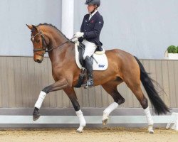 horse Valdemossa de Colonia (Westphalian, 2020, from Vaderland OLD)