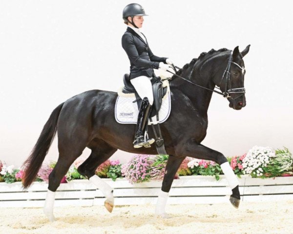 horse Queensland (Oldenburg, 2020, from Q-Sieben OLD)
