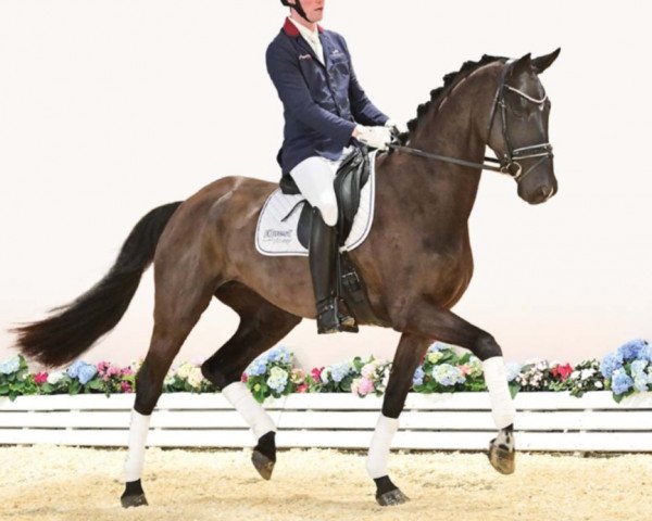 Pferd Fine Lady (Oldenburger, 2019, von Fürst Wilhelm)