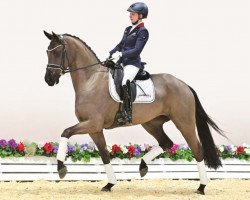 horse Solaya (Oldenburg, 2019, from San Amour I)