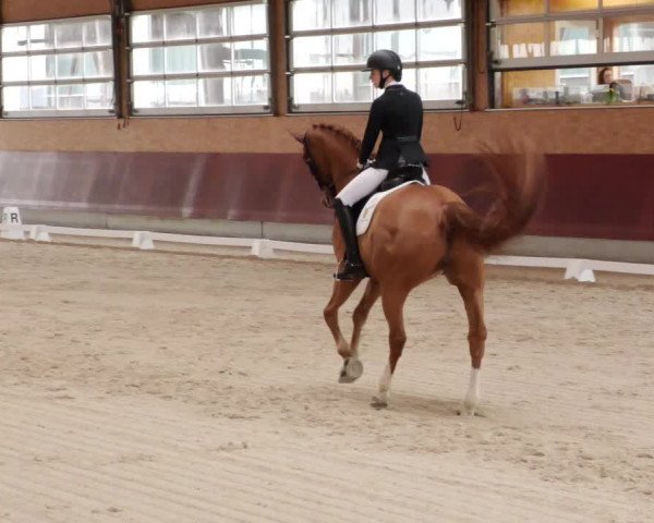 Reitturnier Balingen 2024