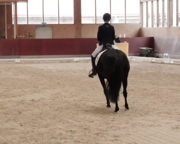 Reitturnier Balingen 2024