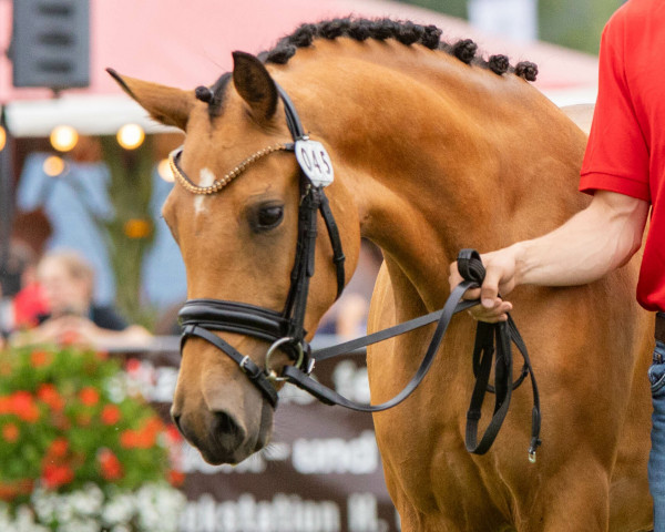 broodmare Coeur Noblesse (German Riding Pony, 2020, from Coer Noble)