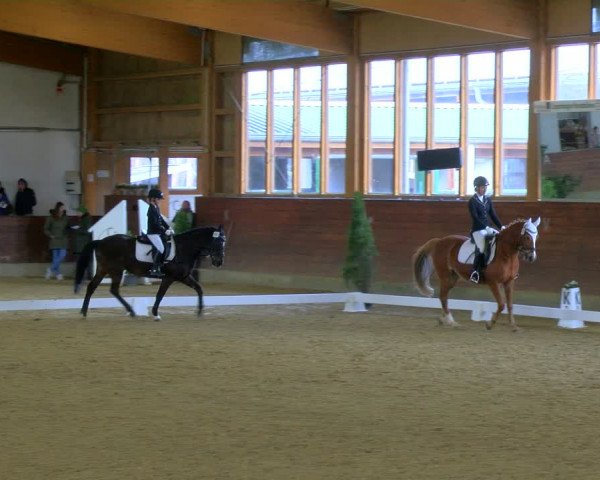 Reitturnier Coesfeld-Lette 2024