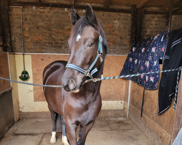 horse Despina Deluxe (German Riding Pony, 2020, from Golden Grey NRW)