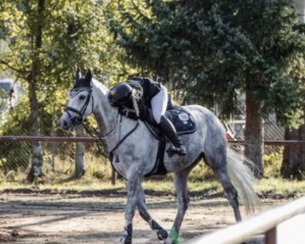 Springpferd Cherub Royal (Oldenburger Springpferd, 2018, von Colman)