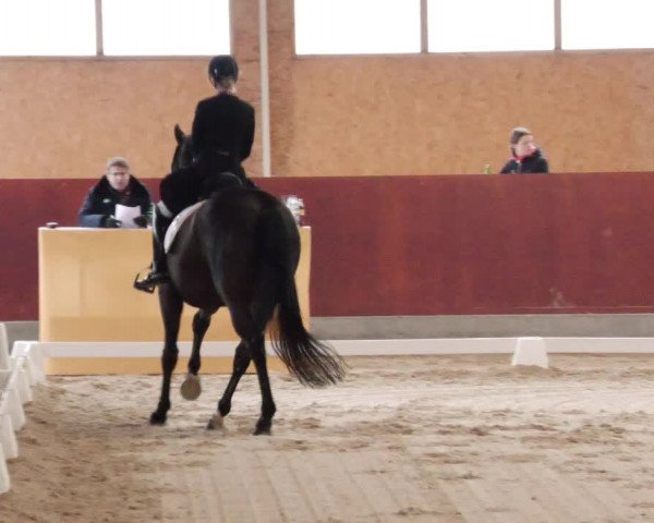 Reitturnier Balingen 2024