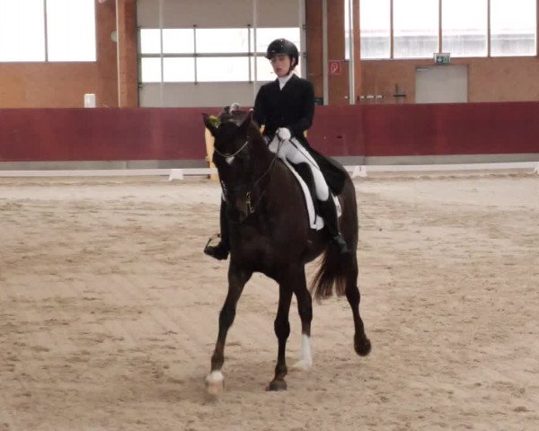 Reitturnier Balingen 2024