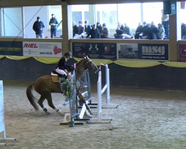 Reitturnier Sauldorf-Boll 2024