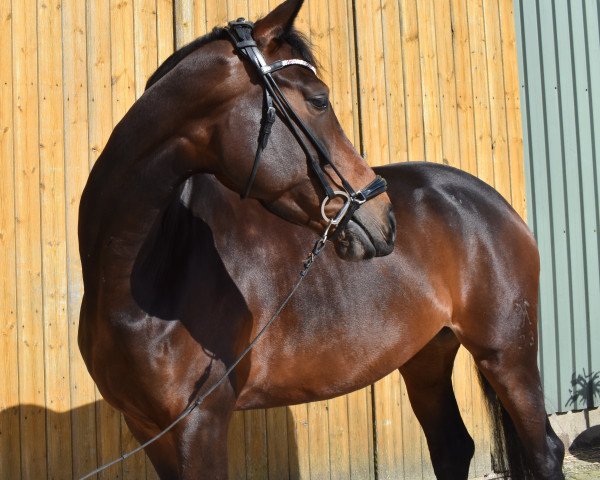 horse Dear Destiny (Hanoverian, 2017, from Don Monet)