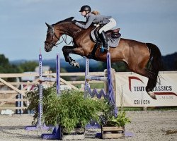 jumper Angelika SVM (Zangersheide riding horse, 2015, from Aktion Pur Z)