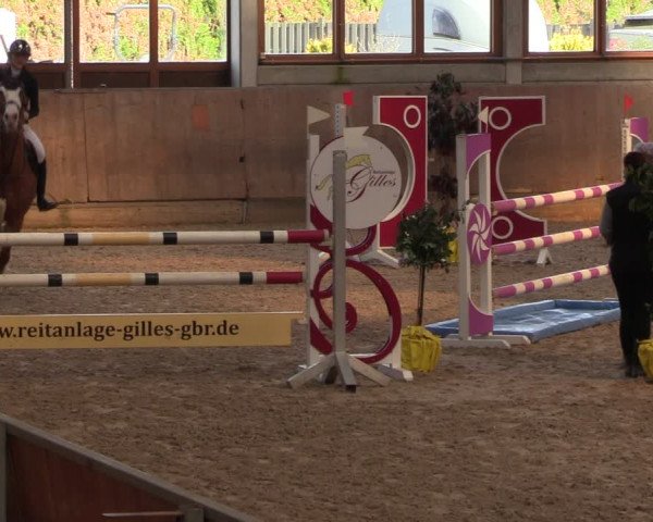 Reitturnier Leverkusen-Rheindorf 2024