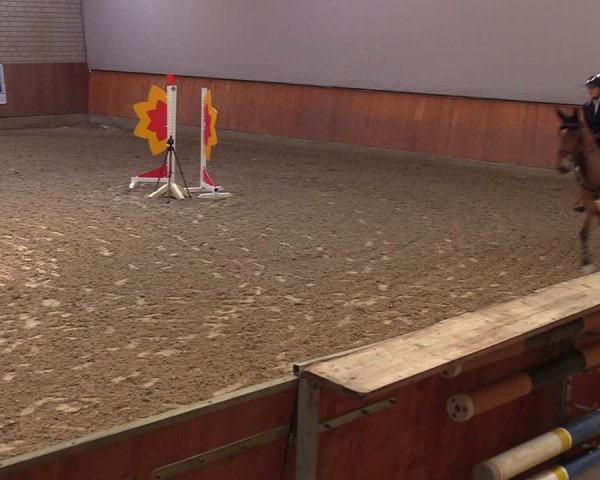 Reitturnier Leverkusen-Rheindorf 2024