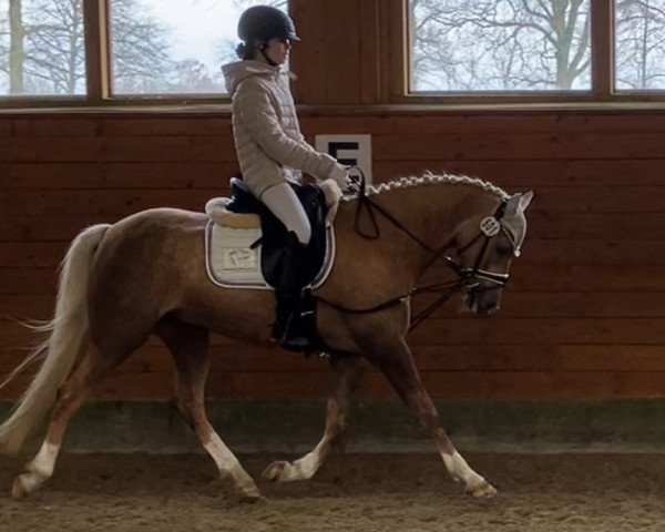 dressage horse Sofano JK (German Riding Pony, 2017, from Jonker's Socrates) dressage horse Sofano JK (German Riding Pony, 2017, from Jonker's Socrates)