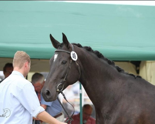 broodmare Evita (Westphalian, 2004, from Ehrentusch)