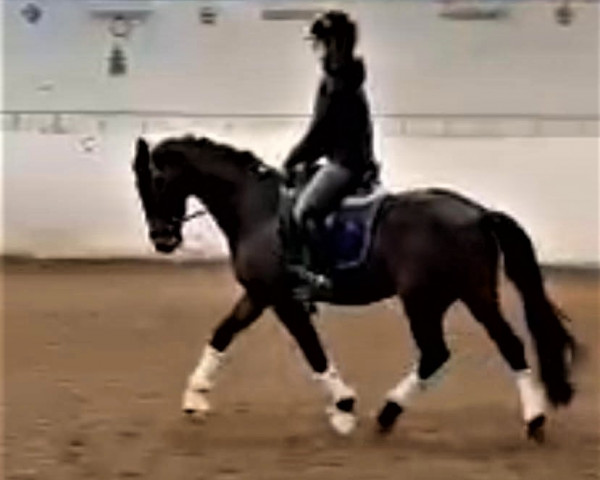 horse Larsmindes Mr Iniesta (Danish Pony, 2017, from Notre Bac)