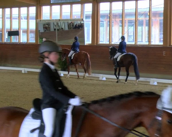 Reitturnier Coesfeld-Lette 2024