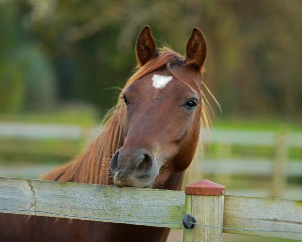 horse Glückskeks PC (German Riding Pony, 2021, from Genesis BL)