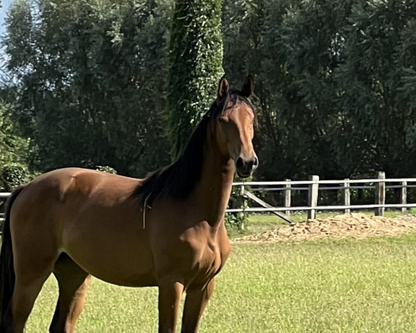 horse Hazel one Eye M (Westphalian, 2022, from Hickstead Blue)