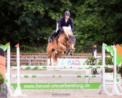 Zuchtstute DSP Luna v. Manchester DB (Deutsches Sportpferd, 2017, von Manchester van't Paradijs)