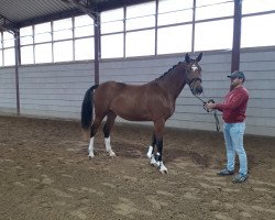 Springpferd GRAEFIN V. KUEHDORF DB (Deutsches Sportpferd, 2018, von Chapeau Ciaco)
