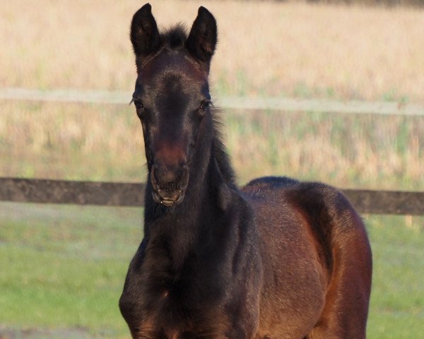 horse Cafe's Benita (Oldenburg, 2024, from Cafe au lait 2)