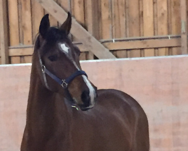 dressage horse Eldorrado's Erlkönig (German Riding Pony, 2012, from Eldorrado)