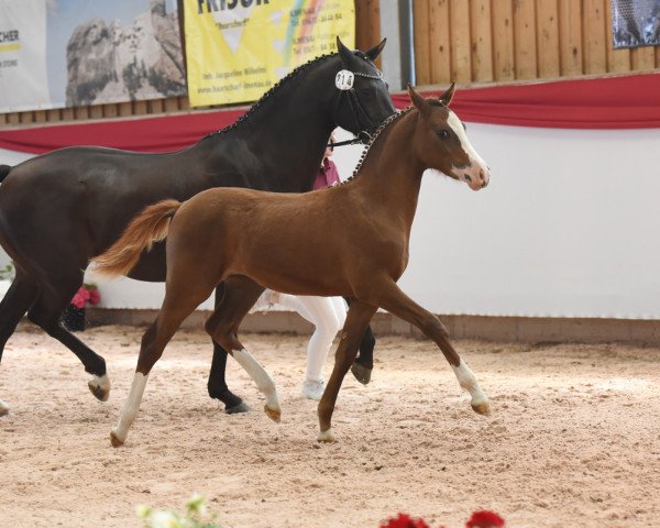 Pferd Whisper Kiss (Deutsches Reitpony,  , von Der Kleine Leonardo)