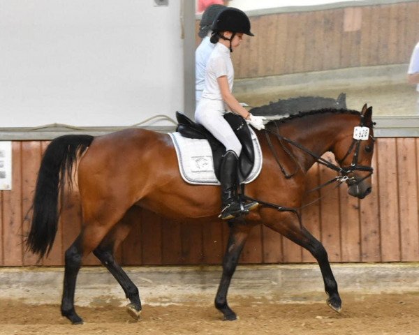 dressage horse Velvet (German Riding Pony, 2008)