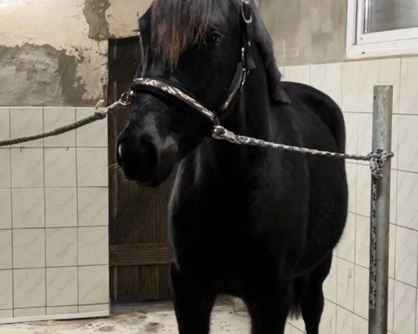 Pferd Hengst von Neros / Don Christobal (Westfale, 2022, von Neros)