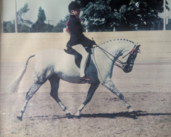 horse Barkway Felicity (Welsh-Pony (Section B), 1988, from Orielton Aristocrat)